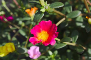 Bahçedeki yosun gülleri