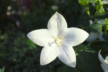 bahçede ballon çiçek