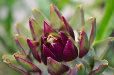 Yazın bahçede enginar.