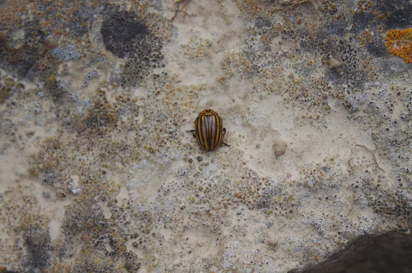 potato beetle on a stone