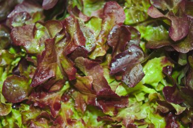 bahçede ıslak salata yaprakları