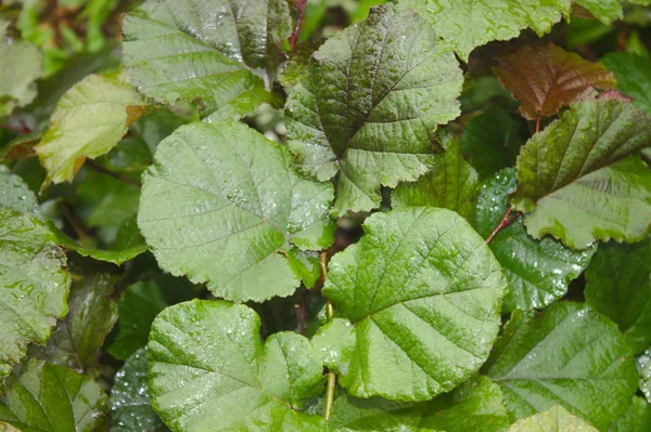 Wet Leaves Nuts Bush — Stock Photo, Image