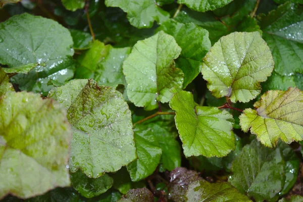 Wet Leaves Nuts Bush — Stock Photo, Image