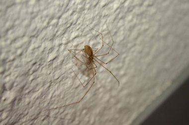 Duvardaki mahzen örümceği