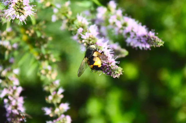 Mouche Jaune Sur Une Fleur — Photo