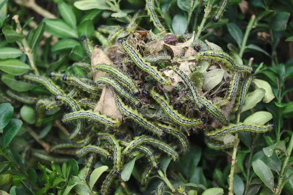 Box Tree Moth Lådblad — Stockfoto