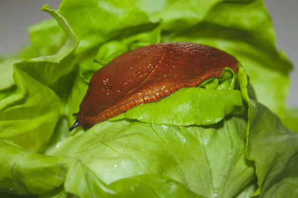 red snail on a salad leaf