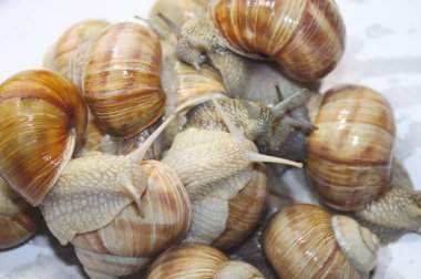 beyaz bir arka plan üzerinde birçok ıslak bağ salyangoz