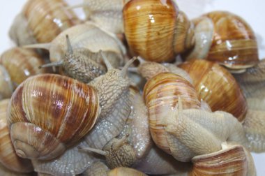 beyaz bir arka plan üzerinde birçok ıslak bağ salyangoz