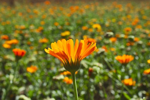 field of marigold in the summer