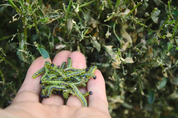 Kutu yapraklarının önündeki ağaç güvesi