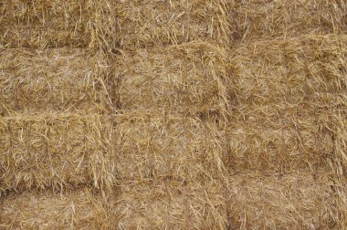 güneşli bir günde saman