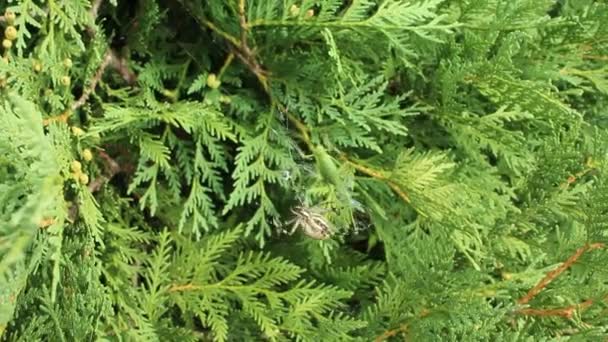 guêpe araignée avec une proie 