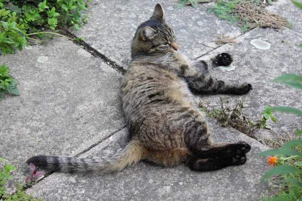 cat on a stone floor in the garden
