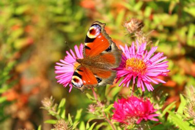 Tavus kuşu kelebeği.