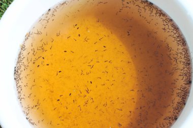 Sudaki sivrisinek larvaları.