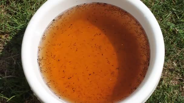 Bewegende Muggen Larva Het Water — Stockvideo