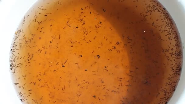 水の中の蚊幼虫は — ストック動画