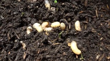Gübre yığınında gül chafer larvaları