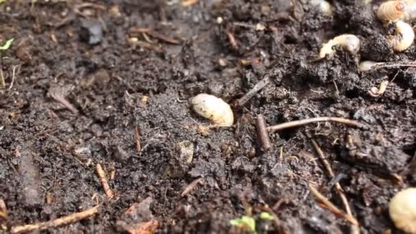 Gübre Yığınında Gül Chafer Larvaları — Stok video