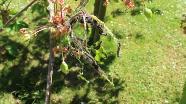 Rupsen Een Kersenboom — Stockvideo