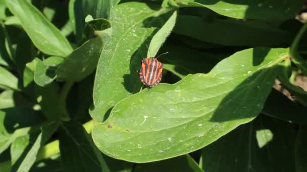 Insecte Bouclier Rayé Sur Une Feuille — Video