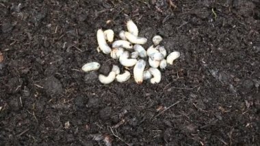 Gübre yığınında gül chafer larvaları