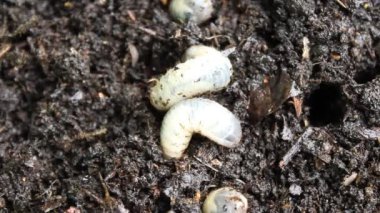 Gübre yığınında gül chafer larvaları