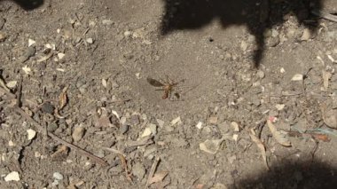 bir av ile bahçede antlion