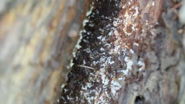 Ormanda bir sürü kırmızı karınca var.