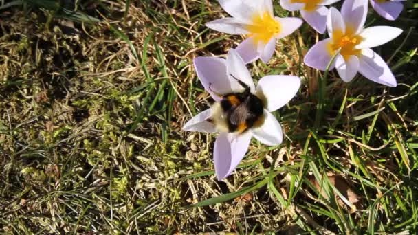 Bumblebee Królowej Krokus Wiosnę — Wideo stockowe