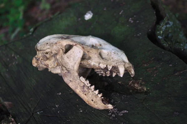 animal skull on a tree trunk