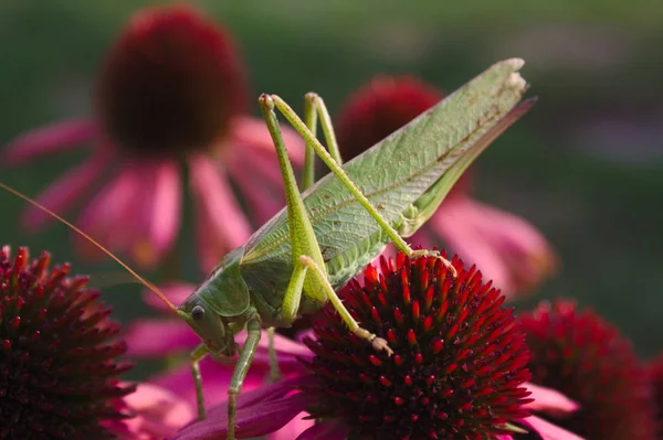 Bush Cricket Flower — Stock Photo, Image