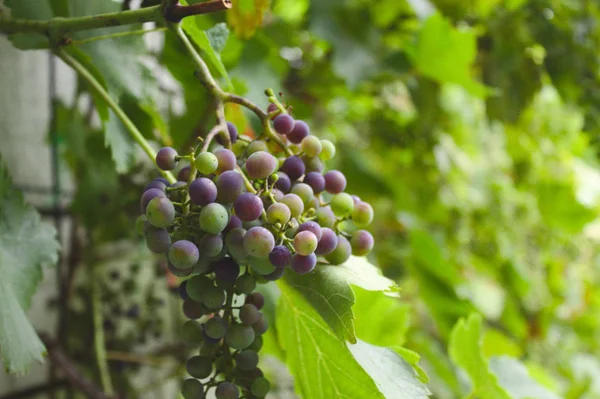 Unripe Grapes Garden — Stock Photo, Image