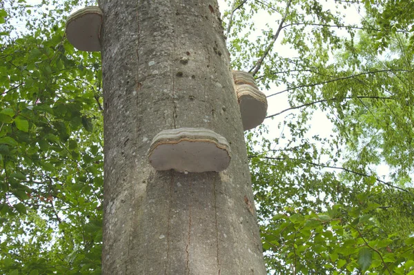 Гриб Дереве Лесу — стоковое фото