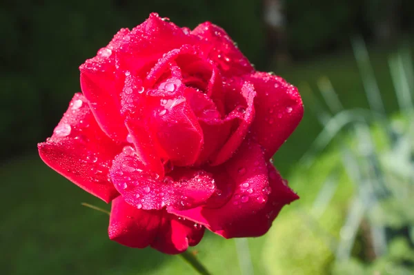 Czerwone Róże Deszczu — Zdjęcie stockowe