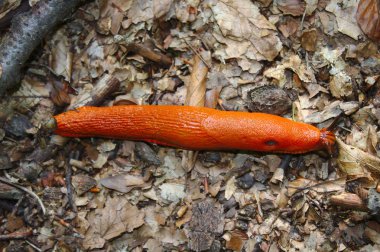 ormanda kırmızı salyangoz