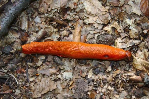 ormanda kırmızı salyangoz