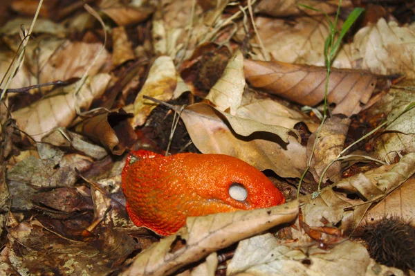 Κόκκινο Σαλιγκάρι Στο Δάσος — Φωτογραφία Αρχείου