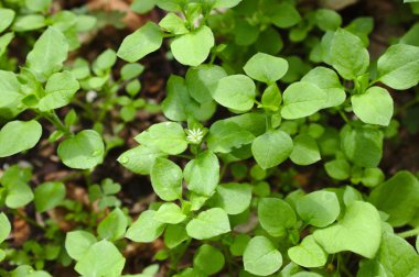 bahçede birçok chickweed