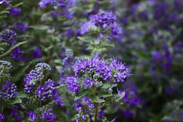 Blå Blomster Hagen – stockfoto