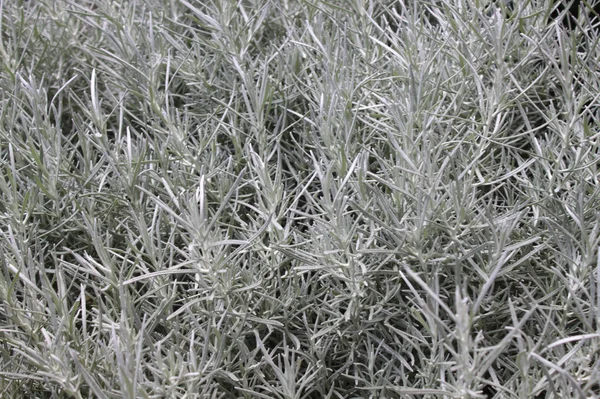 Curry Plant Garden — Stock Photo, Image