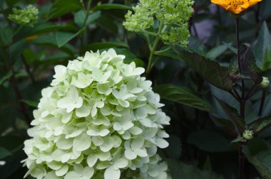 Bahçedeki beyaz ortanca