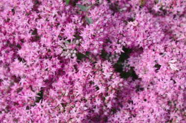 bahçede pembe sedum