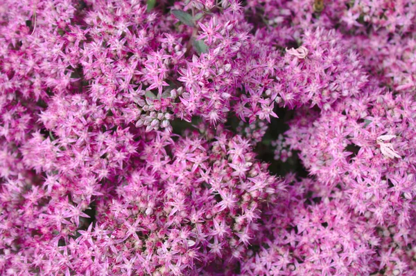 Sedum Rose Dans Jardin — Photo