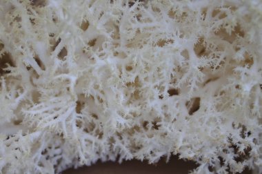 mutfakta ayı kafası mantar