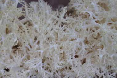 mutfakta ayı kafası mantar