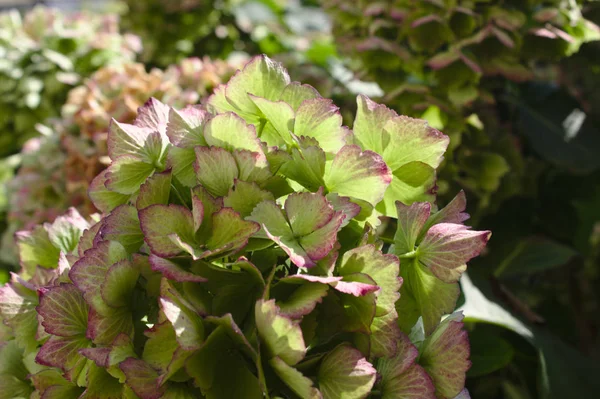 Hortensia Blanca Jardín — Foto de Stock