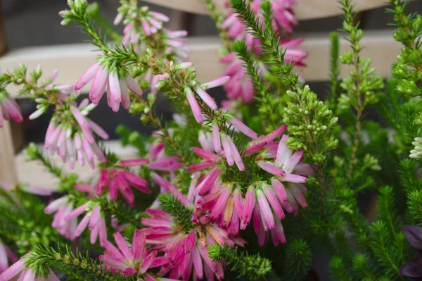 Рожевий Вітер Саду — стокове фото