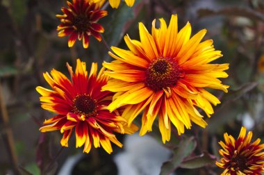 bahçede güzel sahte ayçiçekleri